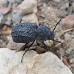 Nyctozoilus reticulatus (Darkling beetle) at Dunlop, ACT - 6 Jan 2020 by CathB