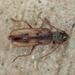 Phoracantha sp. (genus) (A Phoracantha longhorn beetle) at Cook, ACT - 5 Jan 2020 by CathB