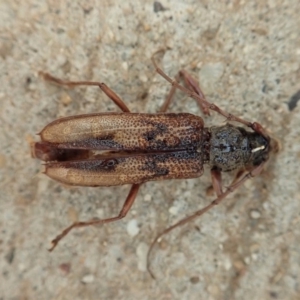 Phoracantha sp. (genus) at Cook, ACT - 5 Jan 2020