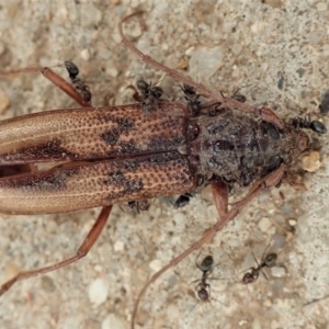 Phoracantha sp. (genus) at Cook, ACT - 5 Jan 2020