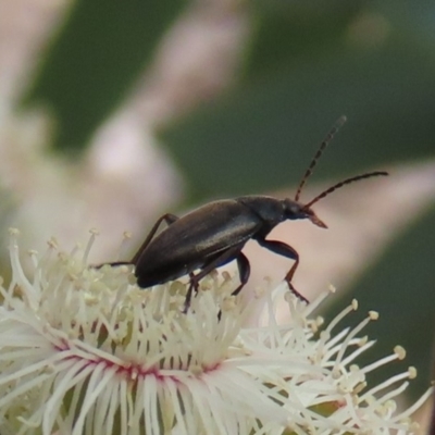 Neocistela ovalis (Comb-clawed beetle) at Molonglo Valley, ACT - 8 Nov 2019 by AndyRoo