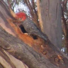 Callocephalon fimbriatum (Gang-gang Cockatoo) at Garran, ACT - 7 Jan 2020 by MichaelMulvaney