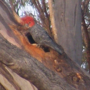 Callocephalon fimbriatum at Garran, ACT - 7 Jan 2020