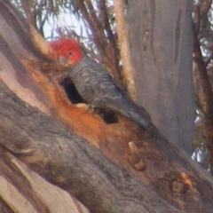 Callocephalon fimbriatum (Gang-gang Cockatoo) at Red Hill Nature Reserve - 6 Jan 2020 by MichaelMulvaney