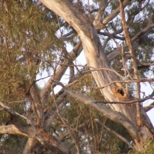 Callocephalon fimbriatum at Garran, ACT - 7 Jan 2020