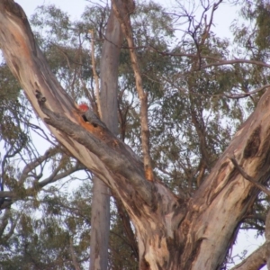 Callocephalon fimbriatum at Garran, ACT - 7 Jan 2020