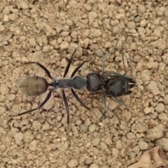 Camponotus suffusus (Golden-tailed sugar ant) at Mount Painter - 4 Jan 2020 by CathB