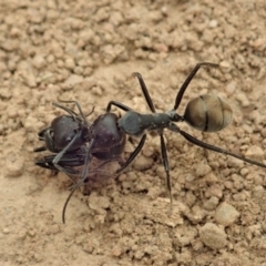 Camponotus suffusus at Cook, ACT - 5 Jan 2020