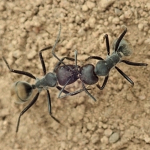 Camponotus suffusus at Cook, ACT - 5 Jan 2020