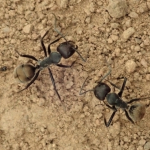 Camponotus suffusus at Cook, ACT - 5 Jan 2020