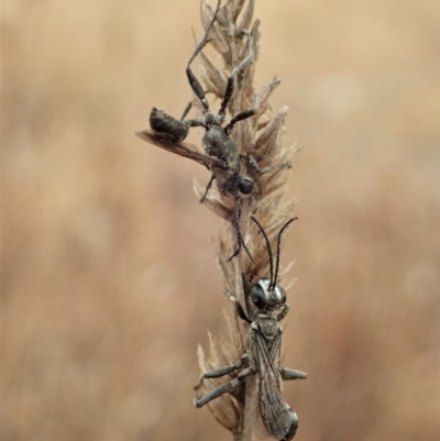 Sphex sp. (genus) (Unidentified Sphex digger wasp) at Cook, ACT - 5 Jan 2020 by CathB
