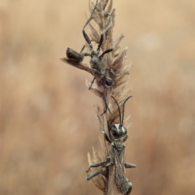 Sphex sp. (genus) (Unidentified Sphex digger wasp) at Cook, ACT - 4 Jan 2020 by CathB