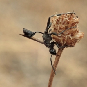 Sphex sp. (genus) at Cook, ACT - 5 Jan 2020