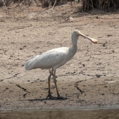 Platalea flavipes (Yellow-billed Spoonbill) at West Belconnen Pond - 7 Jan 2020 by Roger