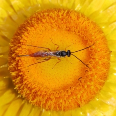 Ichneumonidae (family) (Unidentified ichneumon wasp) at Acton, ACT - 18 Nov 2019 by TimL