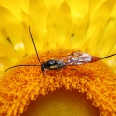 Ichneumonidae (family) at Acton, ACT - 18 Nov 2019 09:06 AM