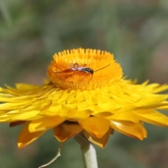 Ichneumonidae (family) at Acton, ACT - 18 Nov 2019