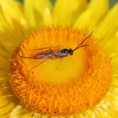 Ichneumonidae (family) at Acton, ACT - 18 Nov 2019 09:06 AM