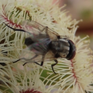 Musca vetustissima at Molonglo Valley, ACT - 8 Nov 2019