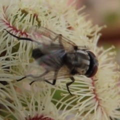 Musca vetustissima (Bush Fly) at Molonglo Valley, ACT - 8 Nov 2019 by AndrewZelnik