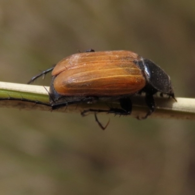 Phyllotocus rufipennis (Nectar scarab) at Molonglo Valley, ACT - 8 Nov 2019 by AndyRoo