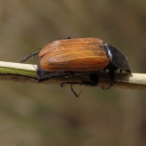 Phyllotocus rufipennis at Molonglo Valley, ACT - 8 Nov 2019