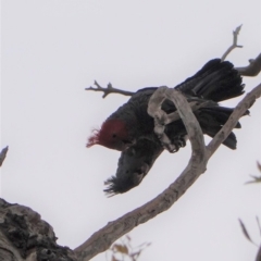 Callocephalon fimbriatum (Gang-gang Cockatoo) at Federal Golf Course - 6 Jan 2020 by JackyF