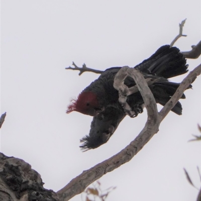 Callocephalon fimbriatum (Gang-gang Cockatoo) at Garran, ACT - 6 Jan 2020 by JackyF