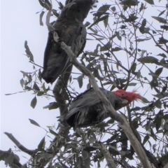 Callocephalon fimbriatum at Garran, ACT - 6 Jan 2020