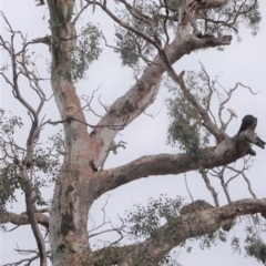 Callocephalon fimbriatum at Garran, ACT - 6 Jan 2020