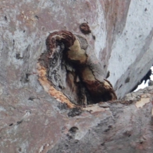 Callocephalon fimbriatum at Garran, ACT - suppressed