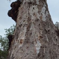 Callocephalon fimbriatum at Garran, ACT - 6 Jan 2020