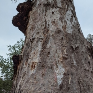 Callocephalon fimbriatum at Garran, ACT - 6 Jan 2020