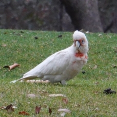 Cacatua tenuirostris at Garran, ACT - 6 Jan 2020