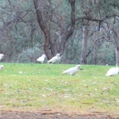 Cacatua tenuirostris at Garran, ACT - 6 Jan 2020 07:42 PM