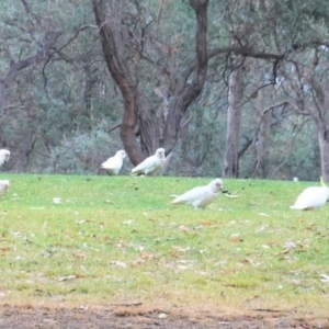 Cacatua tenuirostris at Garran, ACT - 6 Jan 2020