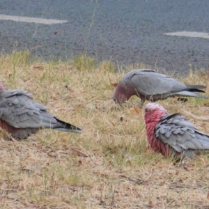 Eolophus roseicapilla at Garran, ACT - 6 Jan 2020