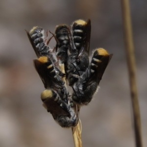 Megachile (Hackeriapis) tosticauda at Molonglo Valley, ACT - 8 Nov 2019
