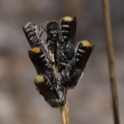 Megachile (Hackeriapis) tosticauda (Native tosticauda resin bee) at Sth Tablelands Ecosystem Park - 8 Nov 2019 by AndrewZelnik