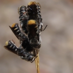 Megachile (Hackeriapis) tosticauda at Molonglo Valley, ACT - 8 Nov 2019 12:54 PM