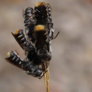 Megachile (Hackeriapis) tosticauda at Molonglo Valley, ACT - 8 Nov 2019 12:54 PM