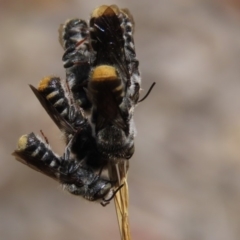 Megachile (Hackeriapis) tosticauda at Molonglo Valley, ACT - 8 Nov 2019