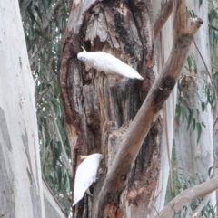 Cacatua galerita (Sulphur-crested Cockatoo) at Garran, ACT - 6 Jan 2020 by JackyF