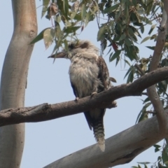 Dacelo novaeguineae (Laughing Kookaburra) at Hughes, ACT - 30 Dec 2019 by JackyF