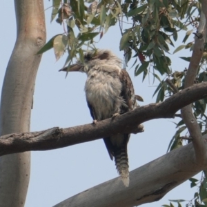 Dacelo novaeguineae at Hughes, ACT - 30 Dec 2019