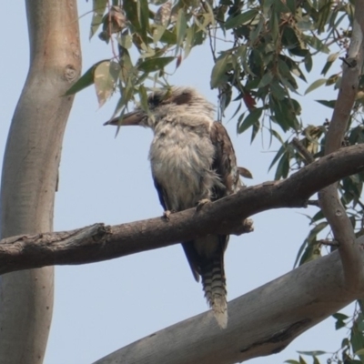 Dacelo novaeguineae (Laughing Kookaburra) at Red Hill to Yarralumla Creek - 29 Dec 2019 by JackyF