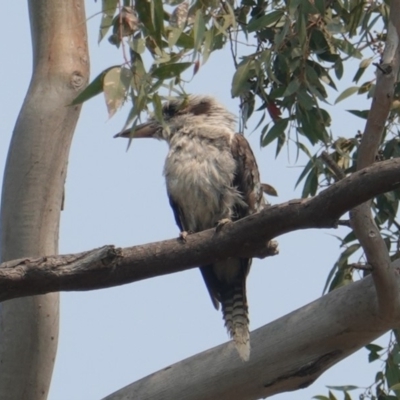 Dacelo novaeguineae (Laughing Kookaburra) at Hughes, ACT - 29 Dec 2019 by JackyF