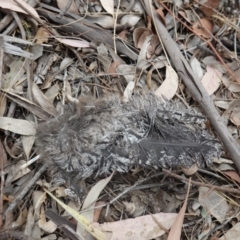 Podargus strigoides (Tawny Frogmouth) at Deakin, ACT - 30 Dec 2019 by JackyF