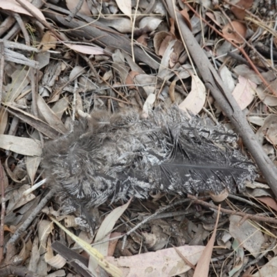 Podargus strigoides (Tawny Frogmouth) at Red Hill Nature Reserve - 29 Dec 2019 by JackyF