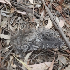Podargus strigoides (Tawny Frogmouth) at Deakin, ACT - 29 Dec 2019 by JackyF